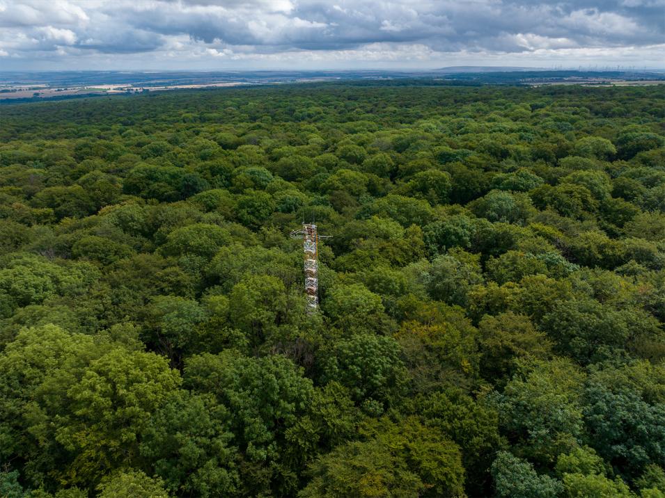 Luftbild aus dem Nationalpark Hainich